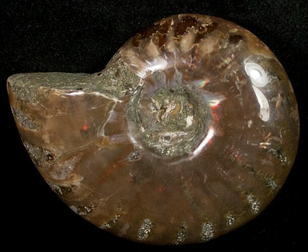 Flashy Red Iridescent Ammonite - Wide #10343